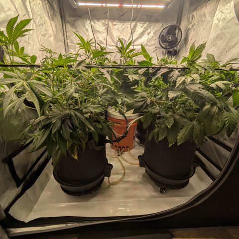 Garlic Budder #1  growlog timeline photo