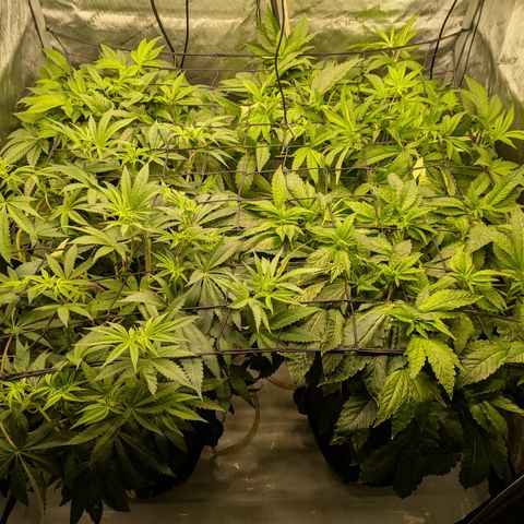 Garlic Budder #1  growlog timeline photo