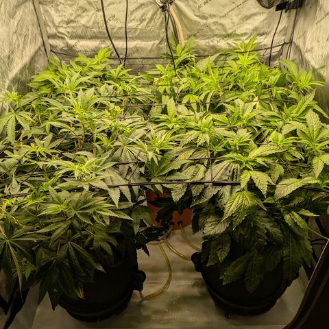 Garlic Budder #1  growlog timeline photo