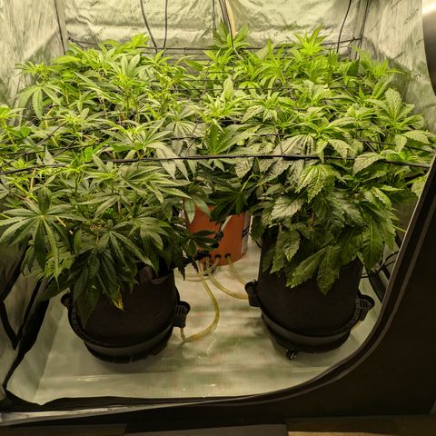 Garlic Budder #1  growlog timeline photo