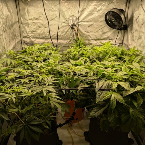 Garlic Budder #1  growlog timeline photo