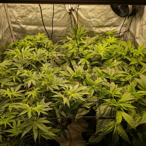 Garlic Budder #1  growlog timeline photo