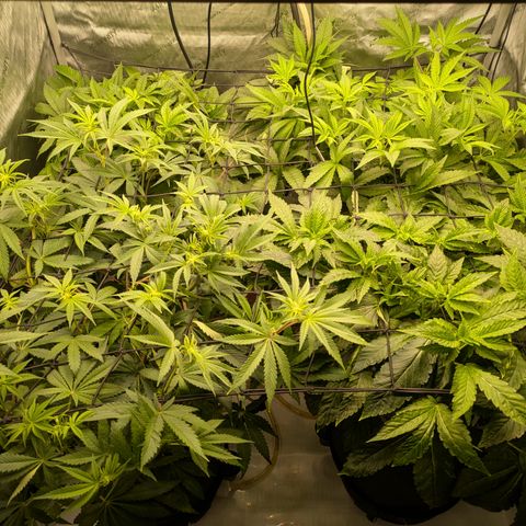 Garlic Budder #1  growlog timeline photo