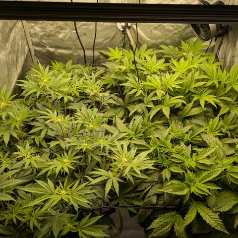 Garlic Budder #1  growlog timeline photo