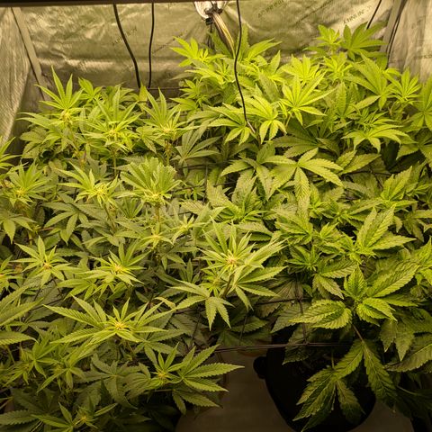 Garlic Budder #1  growlog timeline photo