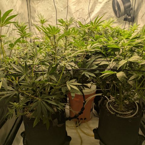 Garlic Budder #1  growlog timeline photo