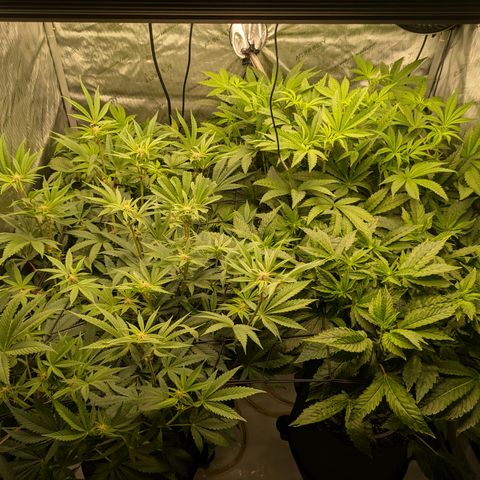 Garlic Budder #1  growlog timeline photo