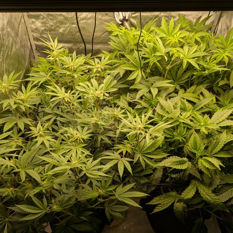 Garlic Budder #1  growlog timeline photo