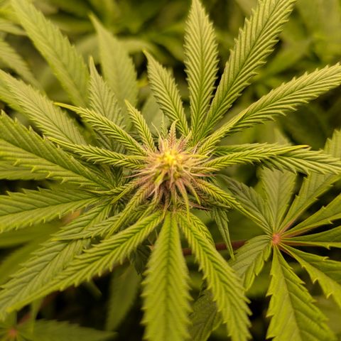 Garlic Budder #1  growlog timeline photo