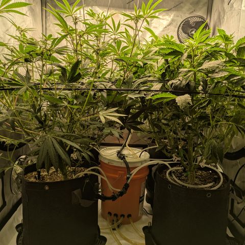 Garlic Budder #1  growlog timeline photo