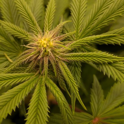 Garlic Budder #1  growlog timeline photo