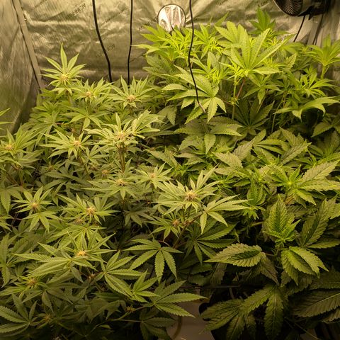 Garlic Budder #1  growlog timeline photo