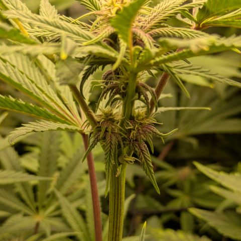 Garlic Budder #1  growlog timeline photo