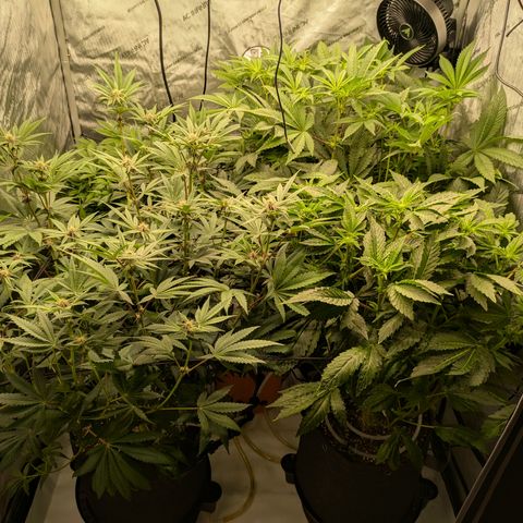 Garlic Budder #1  growlog timeline photo
