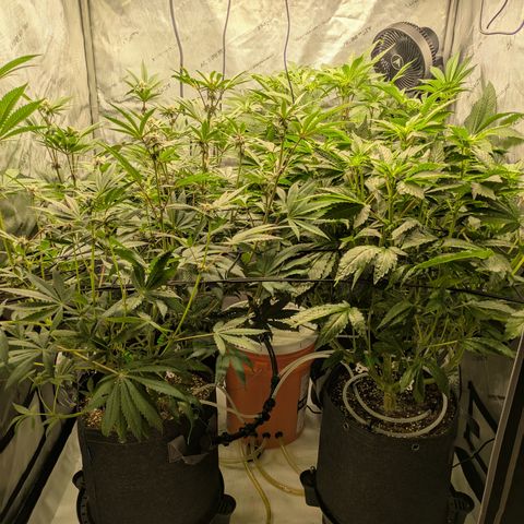 Garlic Budder #1  growlog timeline photo