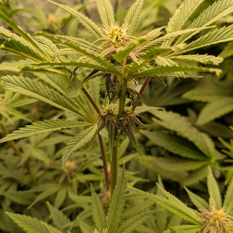 Garlic Budder #1  growlog timeline photo