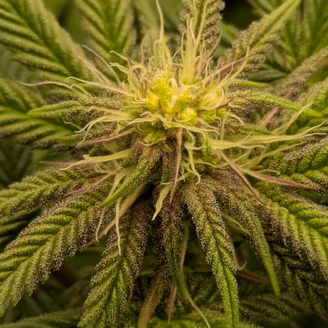 Garlic Budder #1  growlog timeline photo