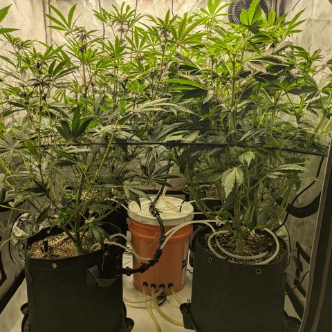 Garlic Budder #1  growlog timeline photo