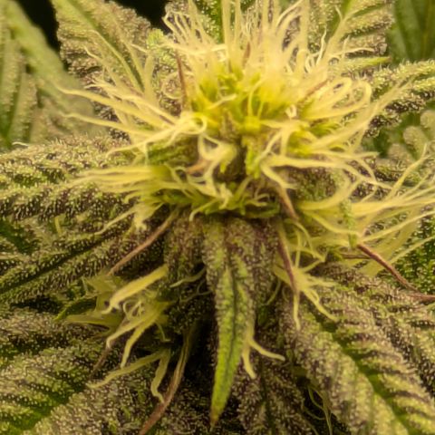 Garlic Budder #1  growlog timeline photo