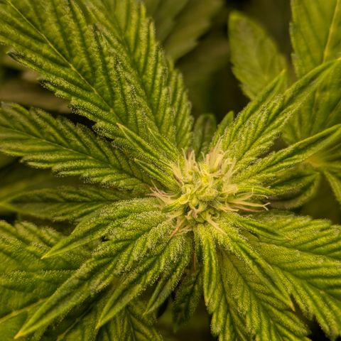 Garlic Budder #1  growlog timeline photo