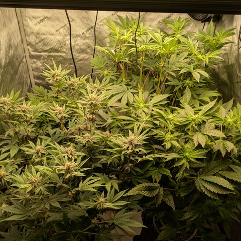 Garlic Budder #1  growlog timeline photo