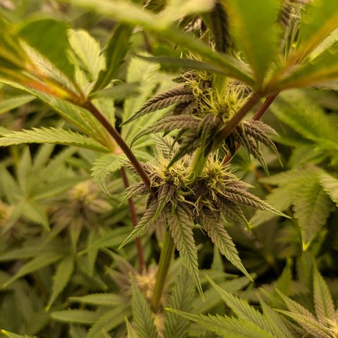 Garlic Budder #1  growlog timeline photo