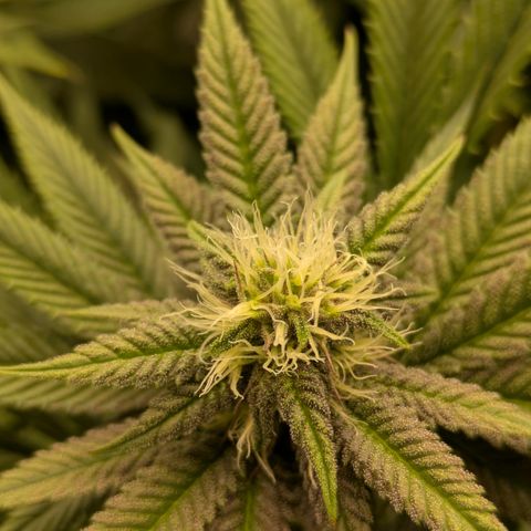 Garlic Budder #1  growlog timeline photo