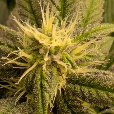 Garlic Budder #1  growlog timeline photo