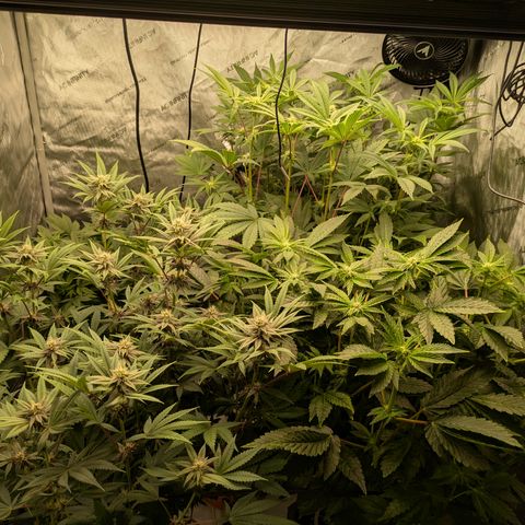 Garlic Budder #1  growlog timeline photo