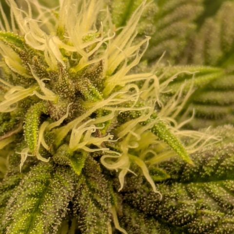 Garlic Budder #1  growlog timeline photo