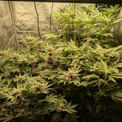 Garlic Budder #1  growlog timeline photo