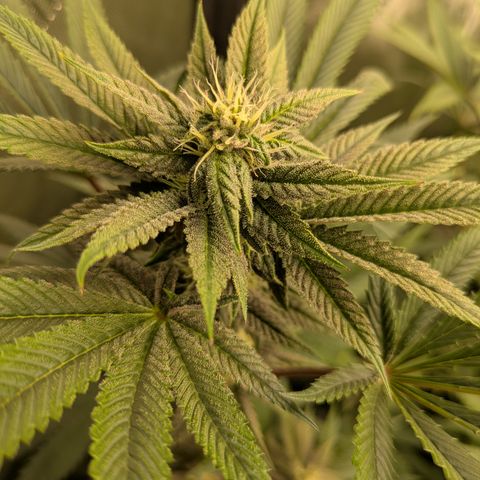 Garlic Budder #1  growlog timeline photo