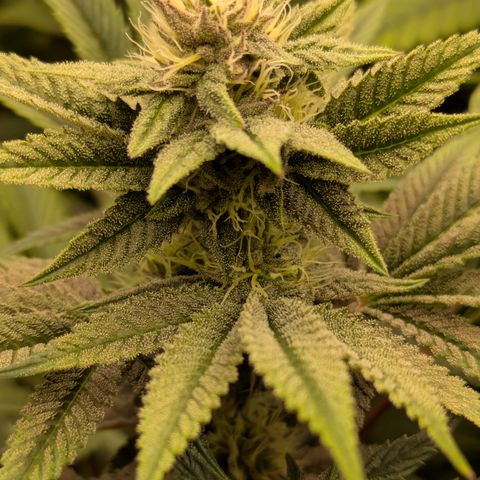 Garlic Budder #1  growlog timeline photo