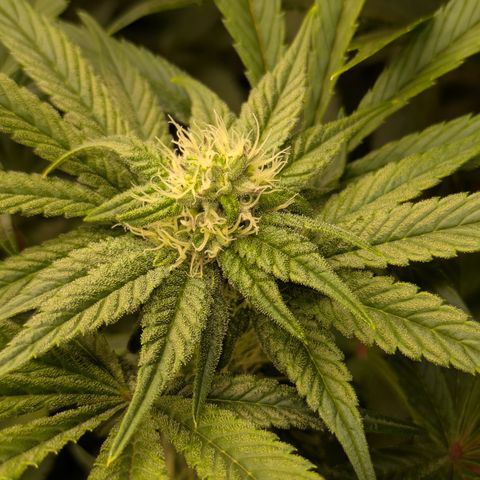 Garlic Budder #1  growlog timeline photo