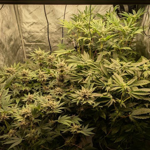 Garlic Budder #1  growlog timeline photo