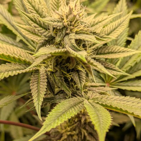 Garlic Budder #1  growlog timeline photo