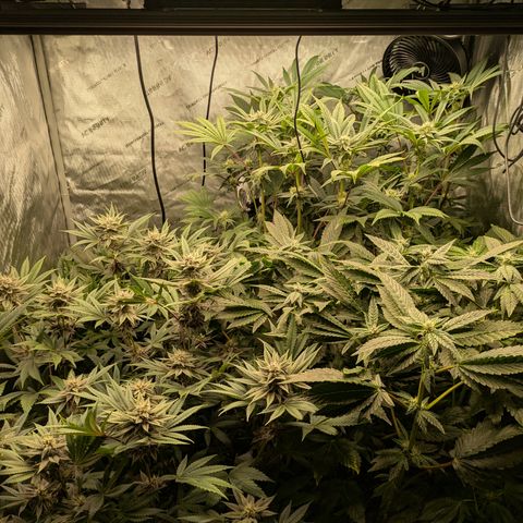 Garlic Budder #1  growlog timeline photo