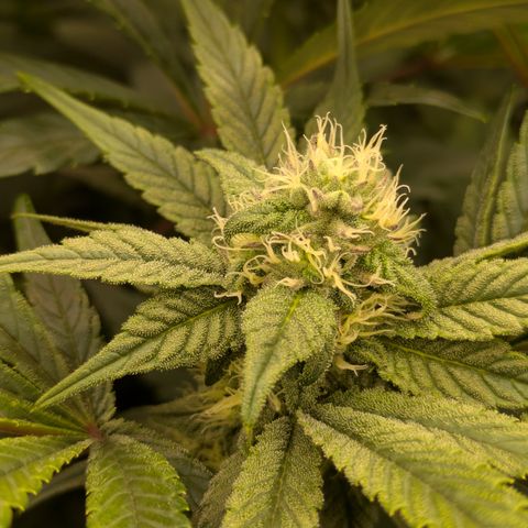 Garlic Budder #1  growlog timeline photo