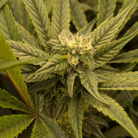 Garlic Budder #1  growlog timeline photo