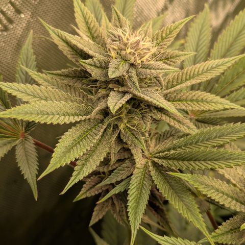 Garlic Budder #1  growlog timeline photo