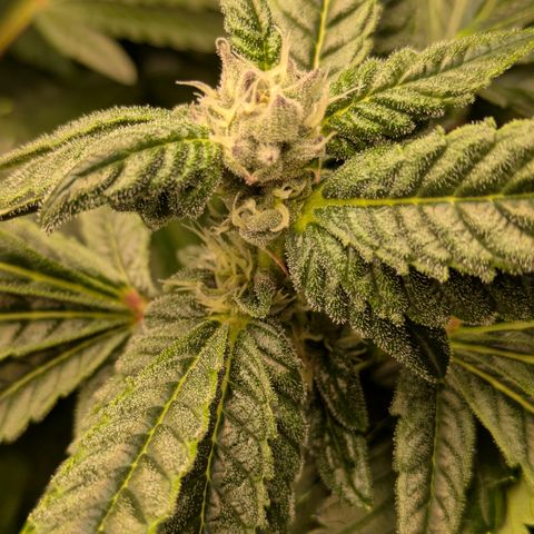 Garlic Budder #1  growlog timeline photo