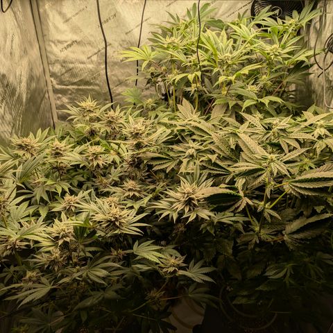 Garlic Budder #1  growlog timeline photo