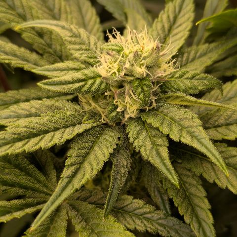 Garlic Budder #1  growlog timeline photo