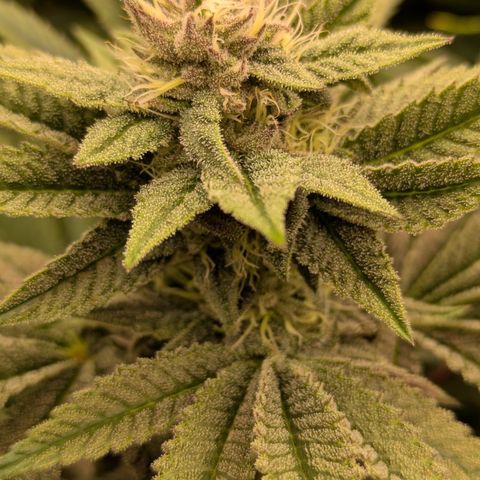 Garlic Budder #1  growlog timeline photo