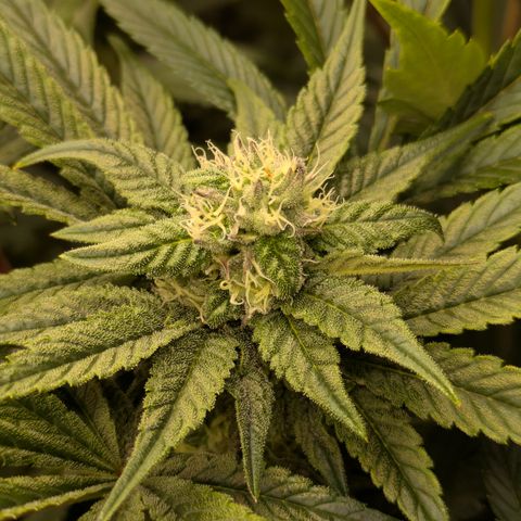 Garlic Budder #1  growlog timeline photo
