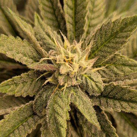 Garlic Budder #1  growlog timeline photo