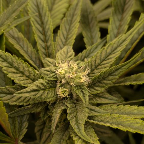 Garlic Budder #1  growlog timeline photo