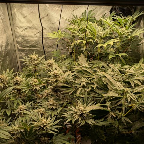 Garlic Budder #1  growlog timeline photo