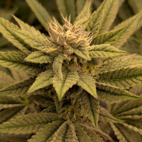 Garlic Budder #1  growlog timeline photo