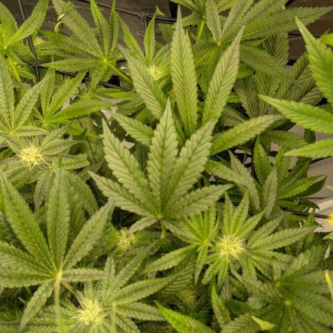 Garlic Budder #1  growlog timeline photo